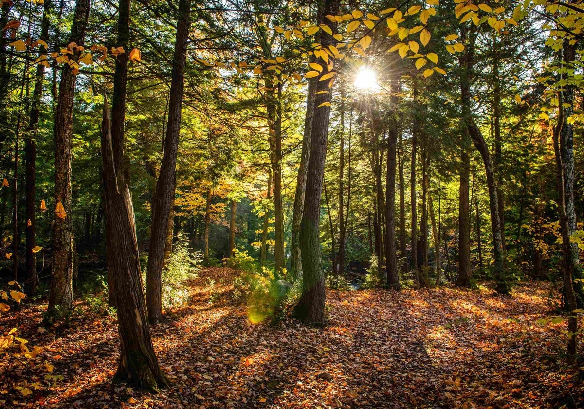 «Bosques vivos» alerta y conciencia sobre la deforestación importada