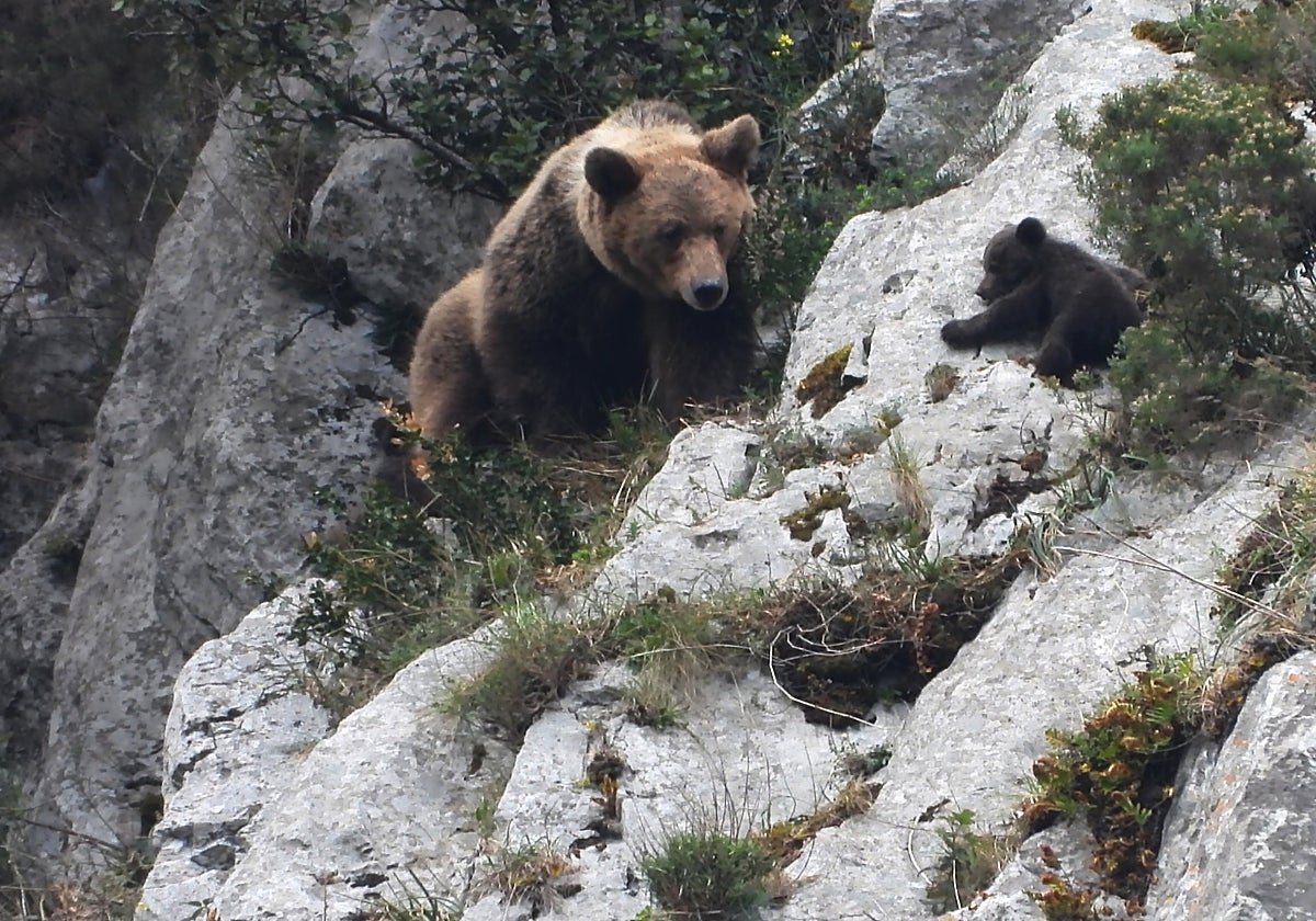 Una hembra de oso pardo y una de sus crías  en Asturias