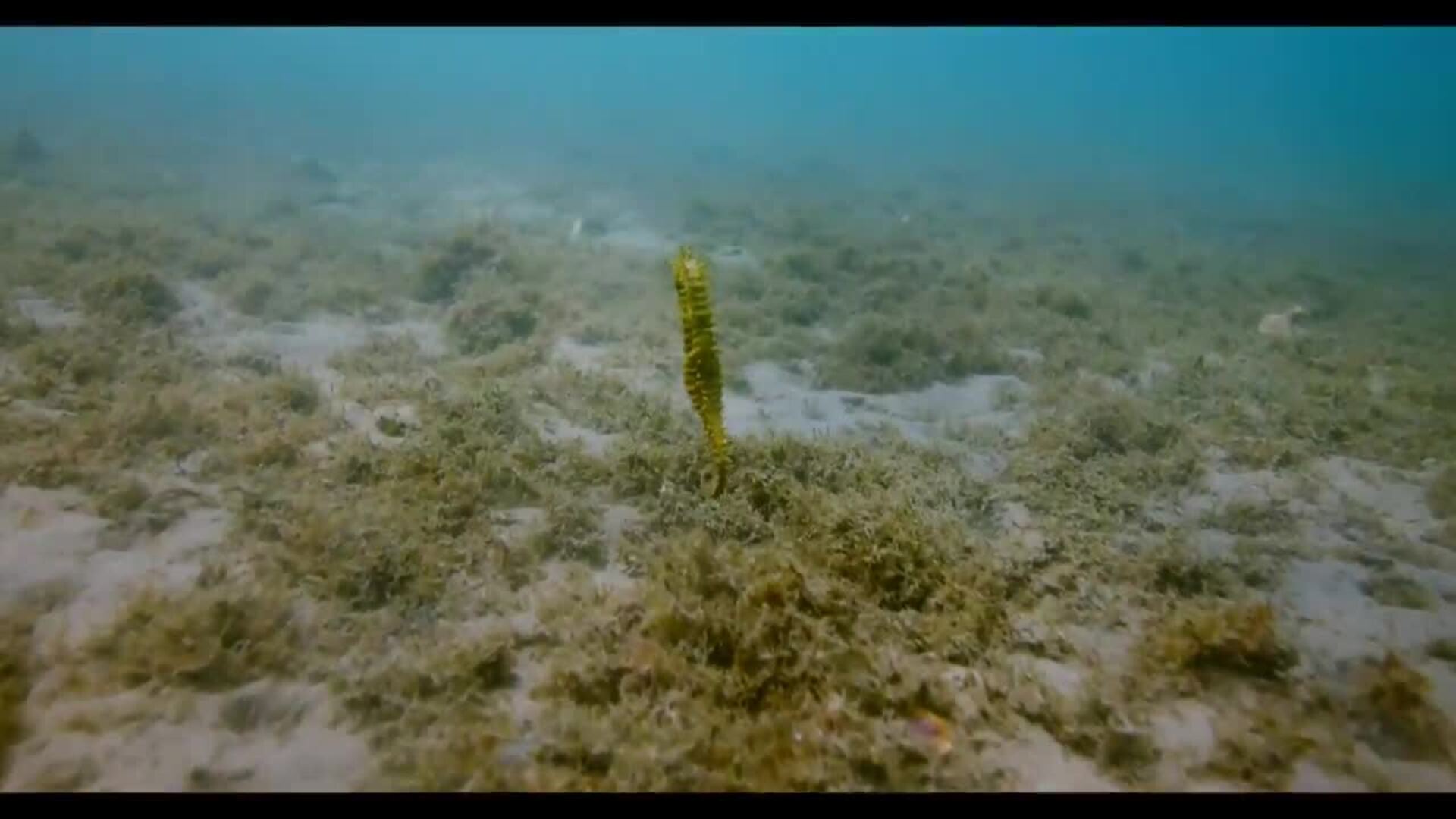 Siete colonias de caballitos de mar en Andalucía avivan una especie &quot;huérfana de hogar&quot;