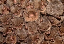 El calentamiento global altera la hibernación de los murciélagos