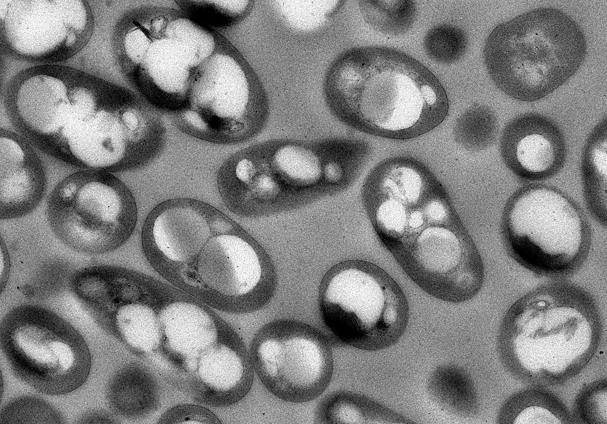 Bacterias diseñadas produciendo bioplástico.