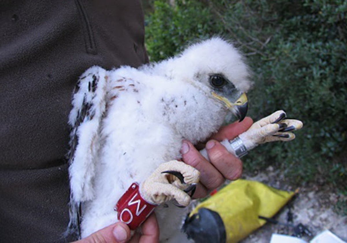 Mejorar los métodos estadísticos para proteger las poblaciones de fauna  salvaje