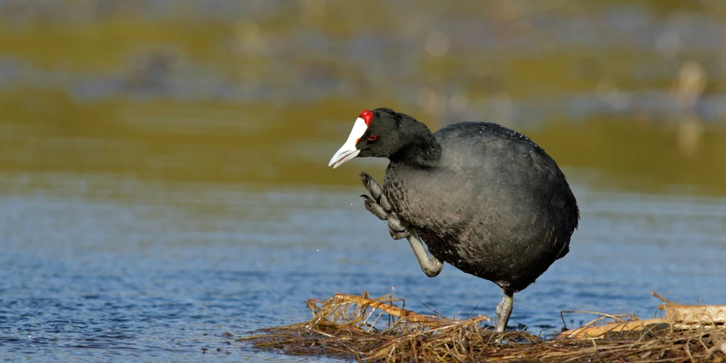 SEO/BirdLife reclama medidas urgentes para que Doñana sea resiliente frente al cambio climático