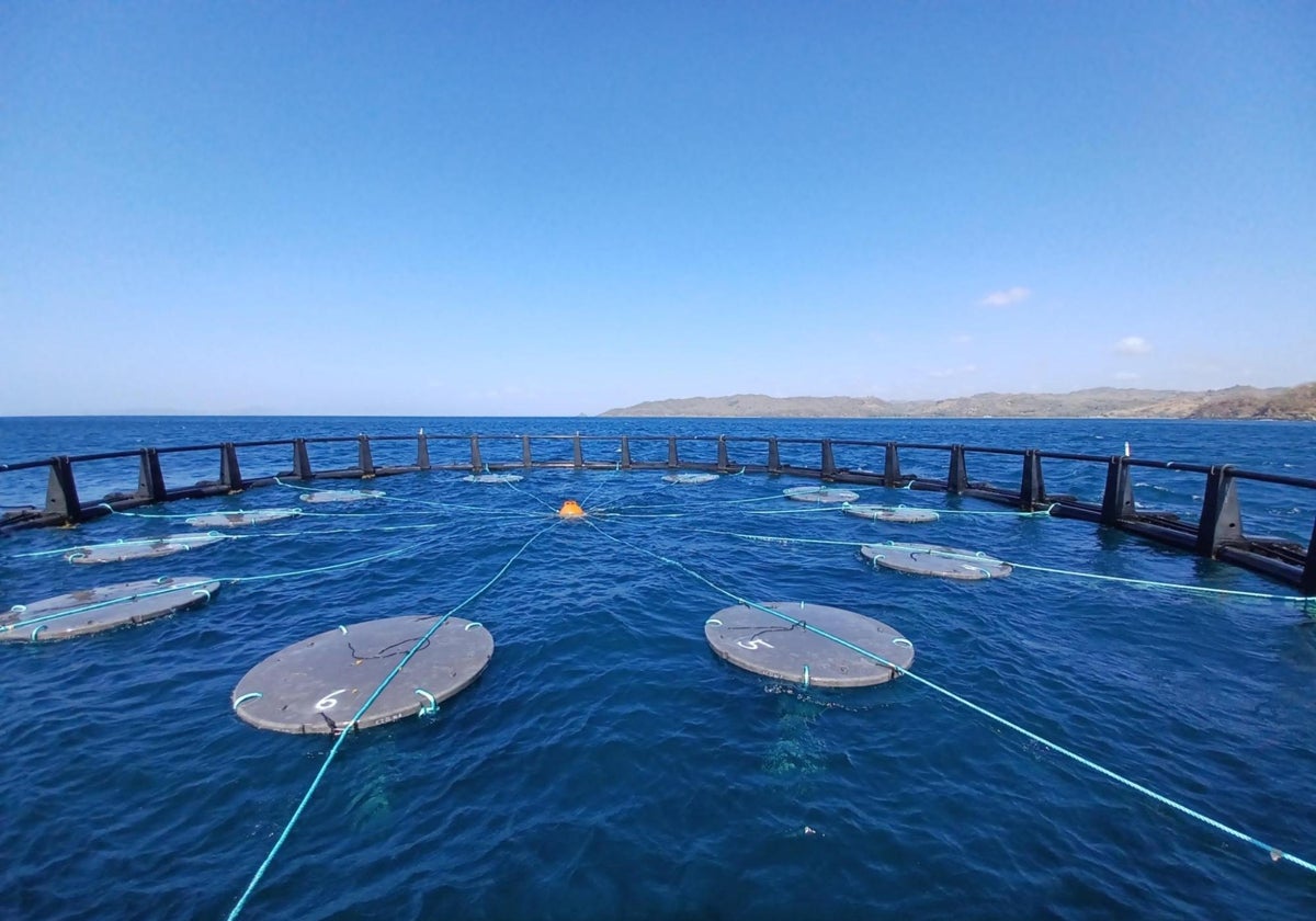 En caso de hundimiento, el dispositivo se deposita en el fondo marino y comienza un proceso de biodegradación natural.