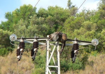 Aves con alta tensión