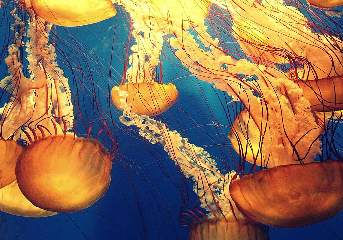 Solo el 1,5% de las aguas internacionales gozan de protección