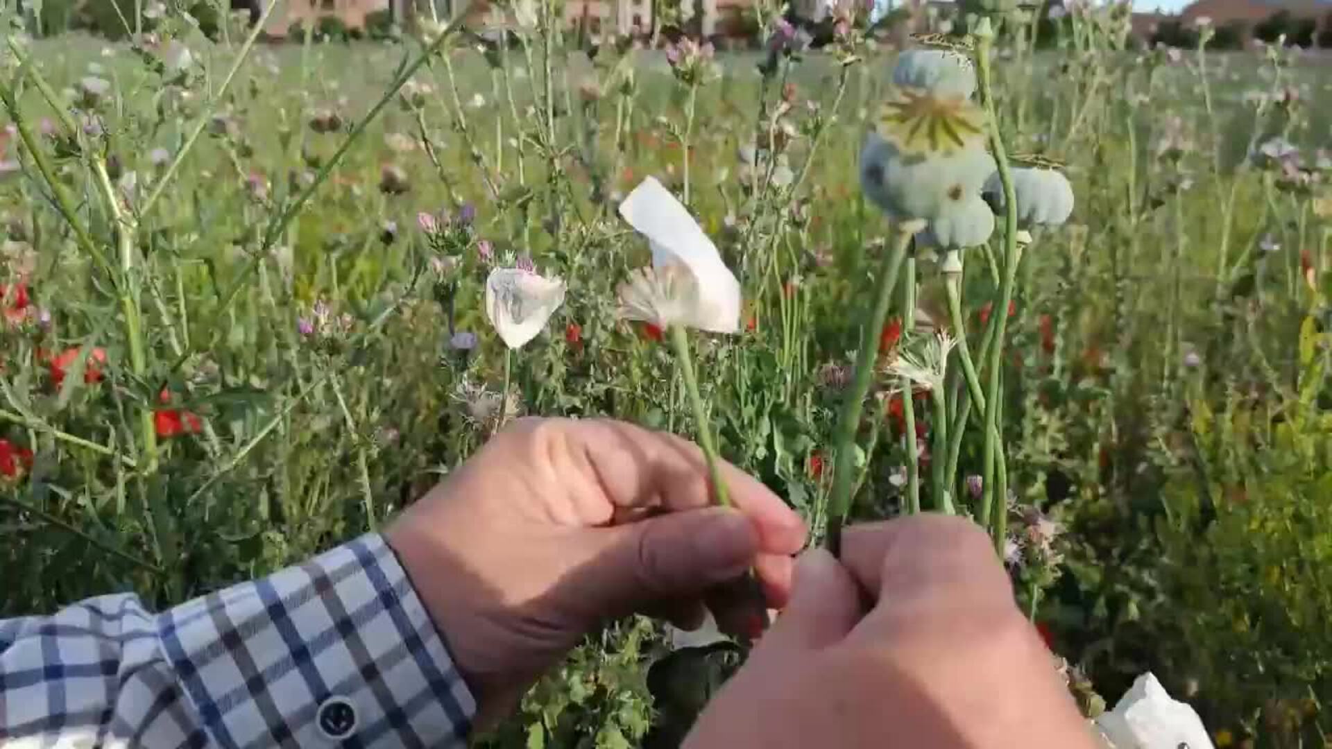 La flor del opio tapiza de blanco muchos espacios de Castilla-La Mancha