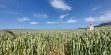 Cereales de agricultura regenerativa