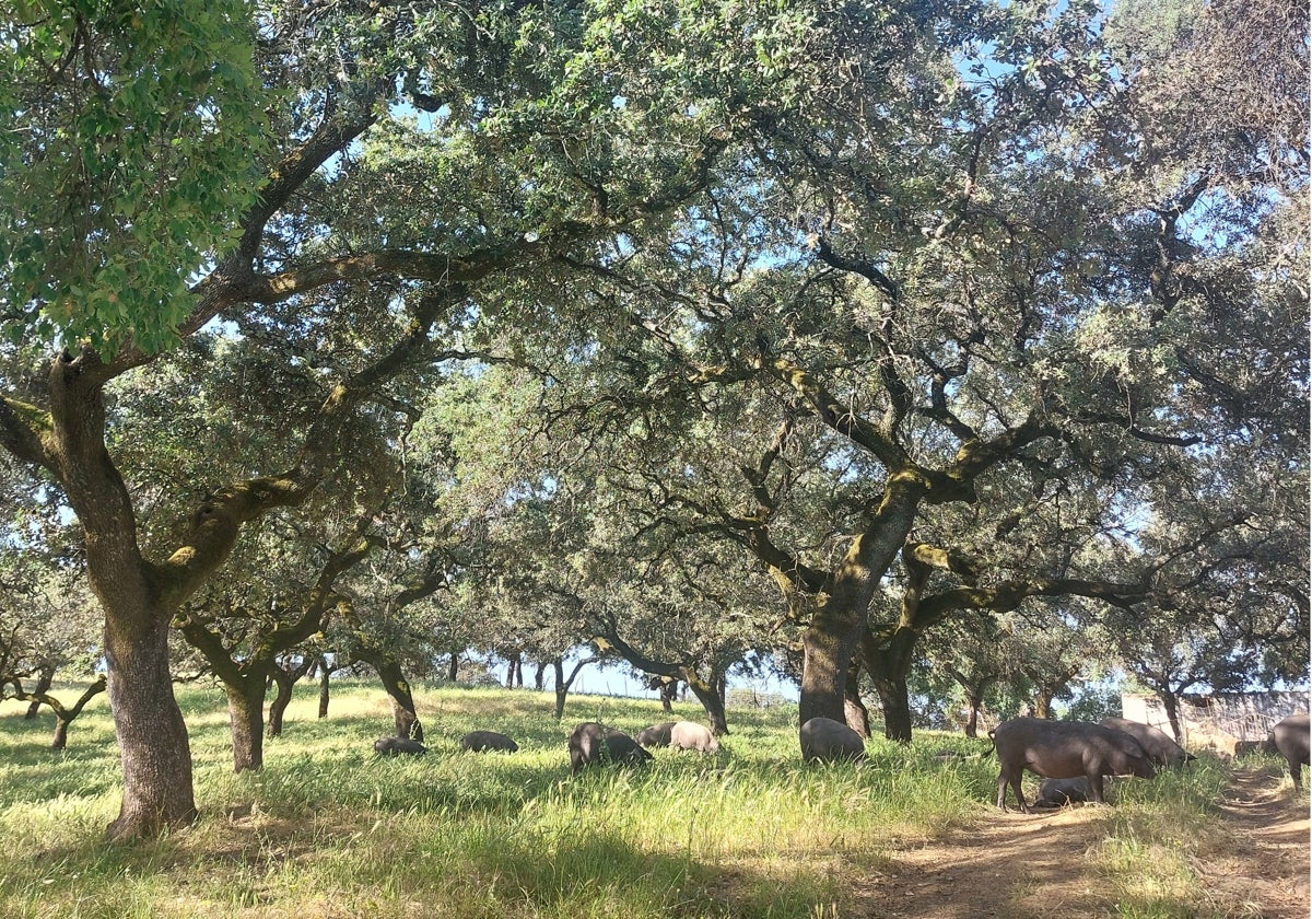 La Sierra de Aracena y Picos de Aroche forma parte de forma parte de la Reserva de la Biosfera Dehesas de Sierra Morena