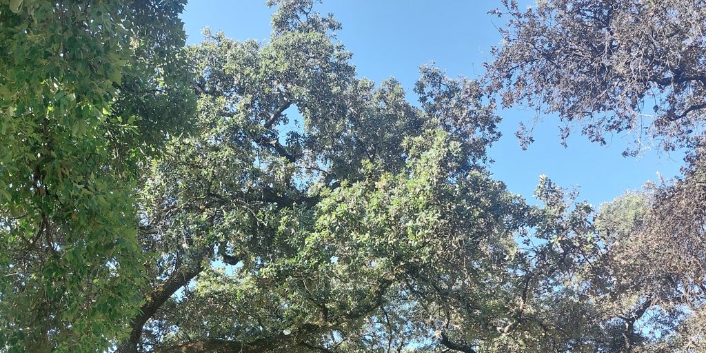 Saber ancestral, protección ambiental y ciencia