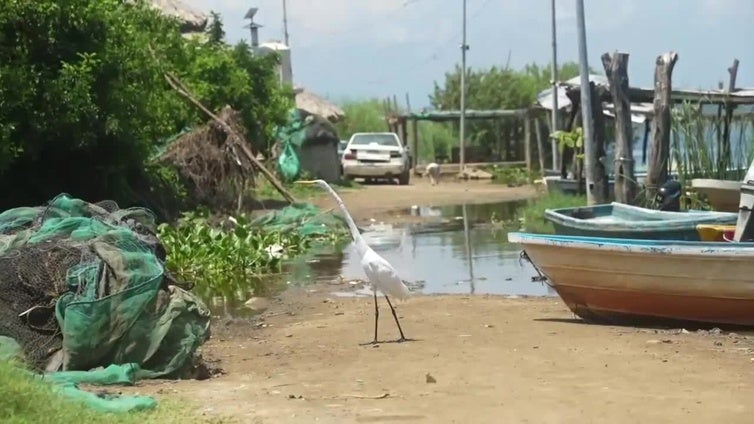 Mortandad masiva de peces agrava crisis en Laguna de Tres Palos, en Acapulco