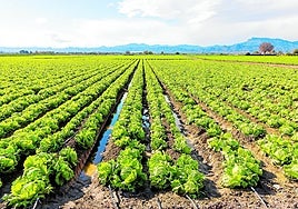 El futuro del envase agrario: circular, innovador, digital y responsable
