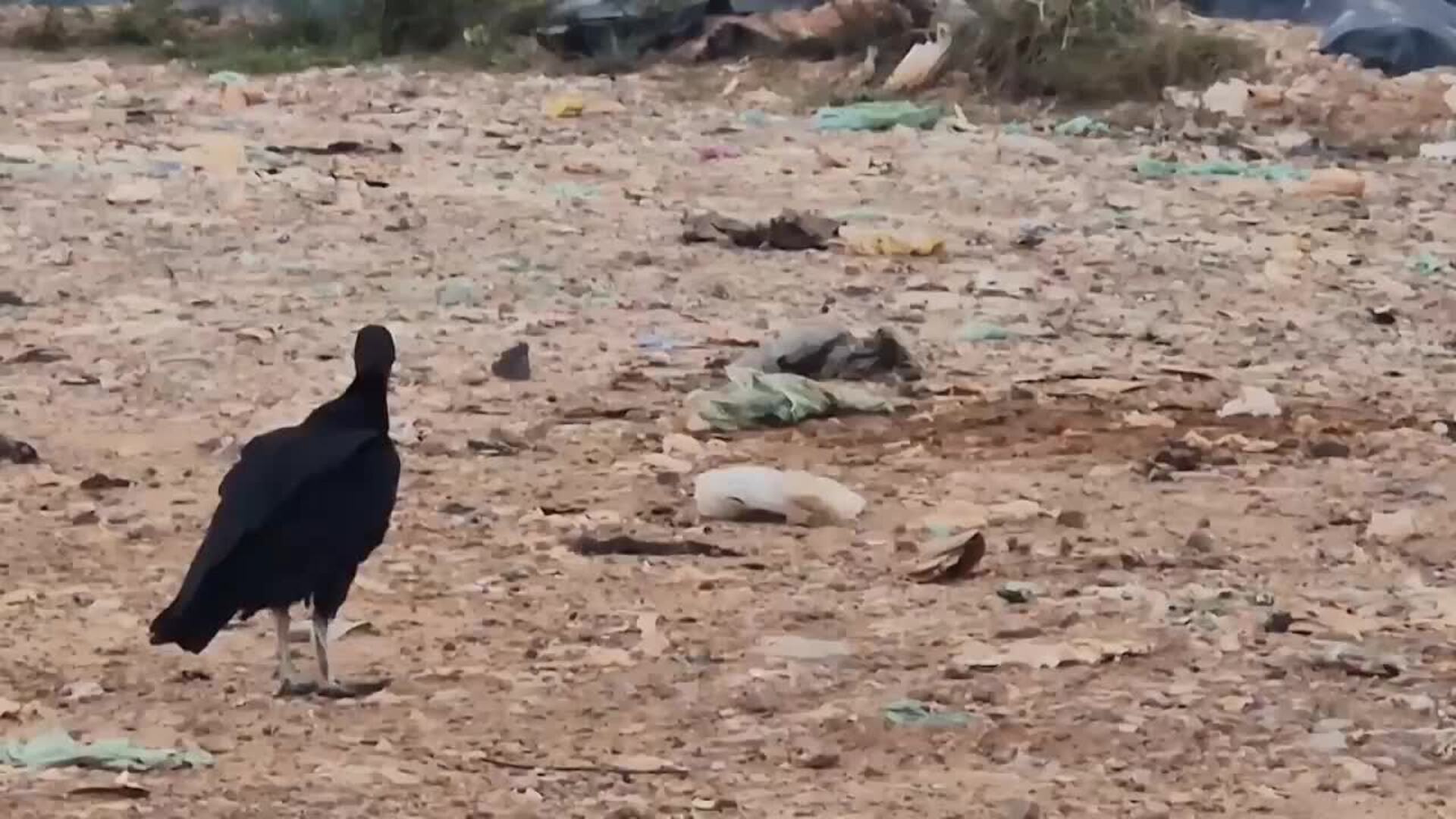 Belém, sede de la COP30, enfrenta un caos judicial por su basura