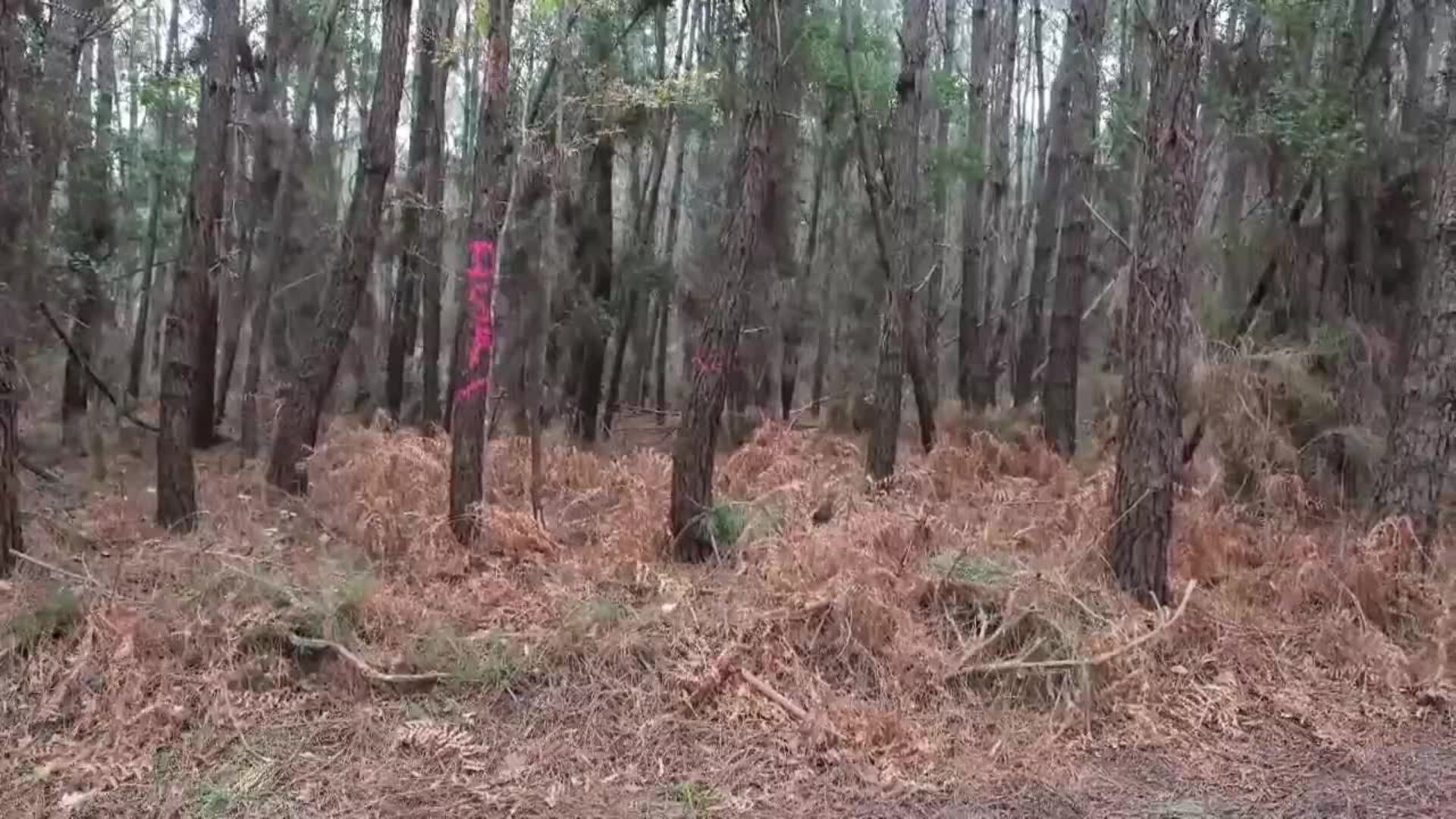 Detectado por primera vez en Francia un parásito mortal del pino en el bosque de las Landas