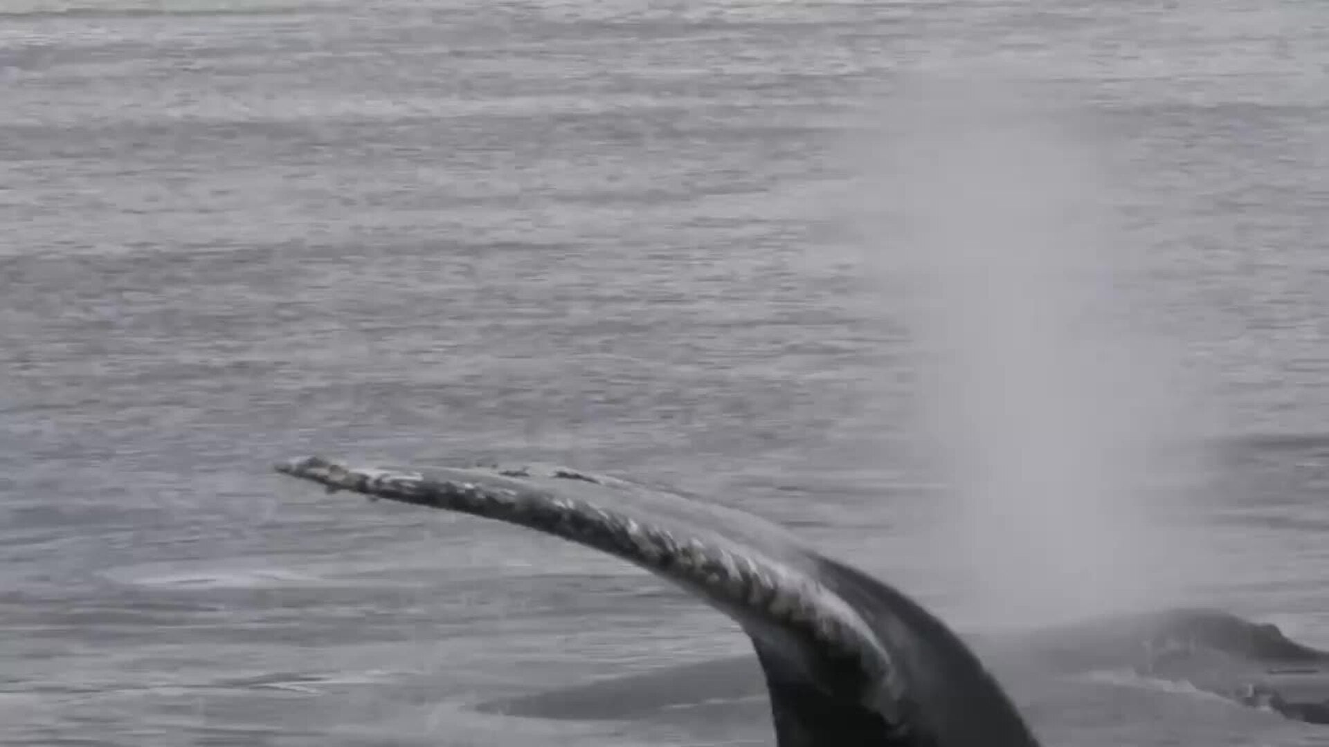 Greenpeace denuncia obstrucción a la investigación por la muerte de dos ballenas en Chile