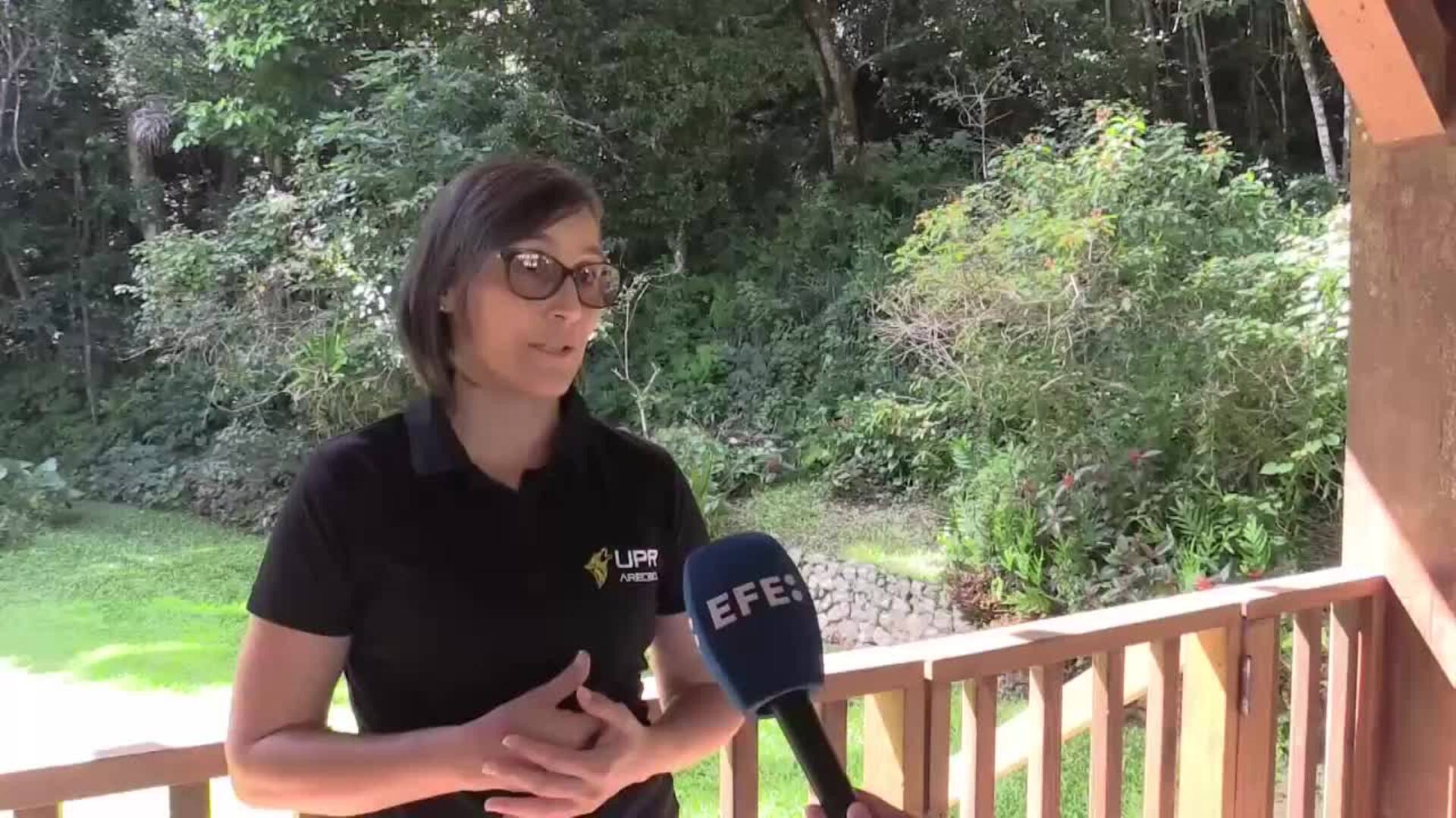 Bad Bunny sacó del anonimato al sapo concho, que desafía la extinción de su especie