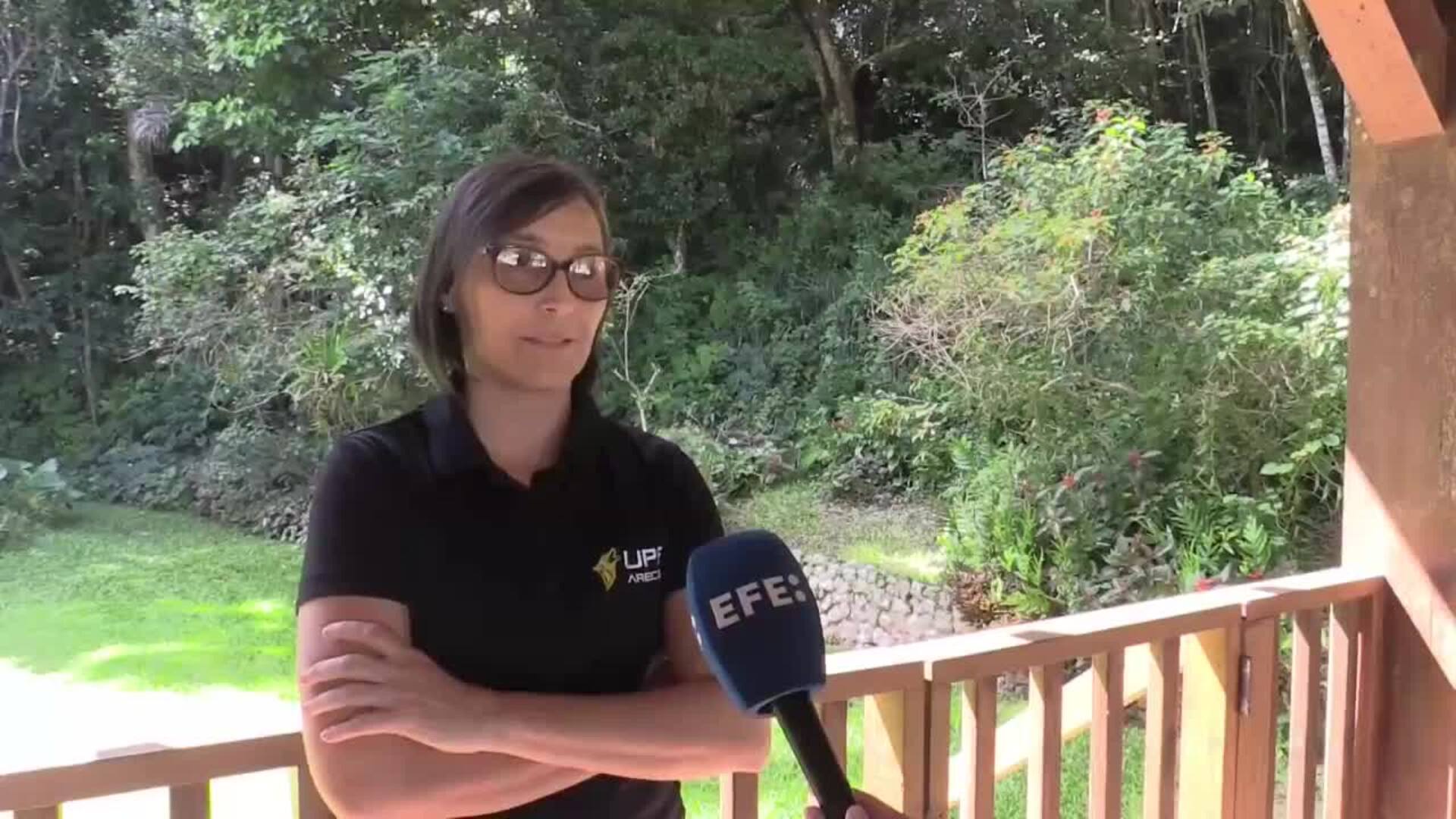 El sapo concho desafía la extinción de su especie con su fama mundial junto a Bad Bunny