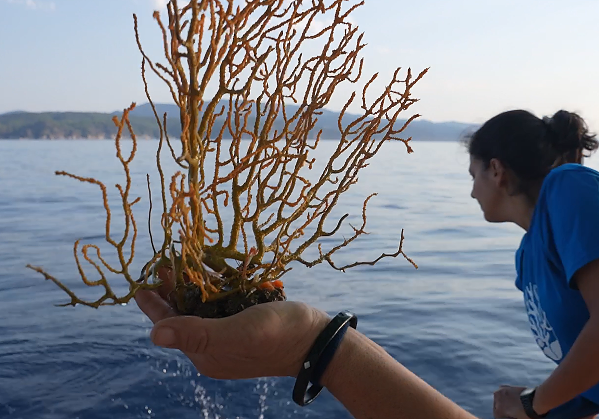 Investigadores retornan al mar un coral en la costa de Blanes