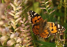 Las mariposas migran en direcciones opuestas según el hemisferio
