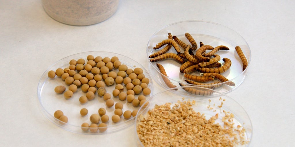 Insectos, alternativa sostenible para alimentar al ganado