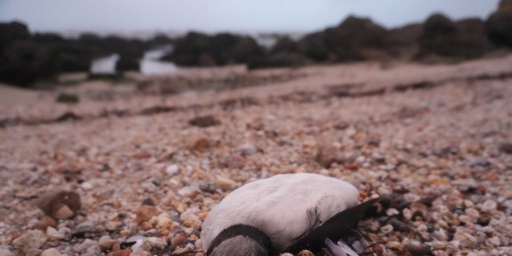 El tren de borrascas deja casi mil aves marinas varadas en playas del norte