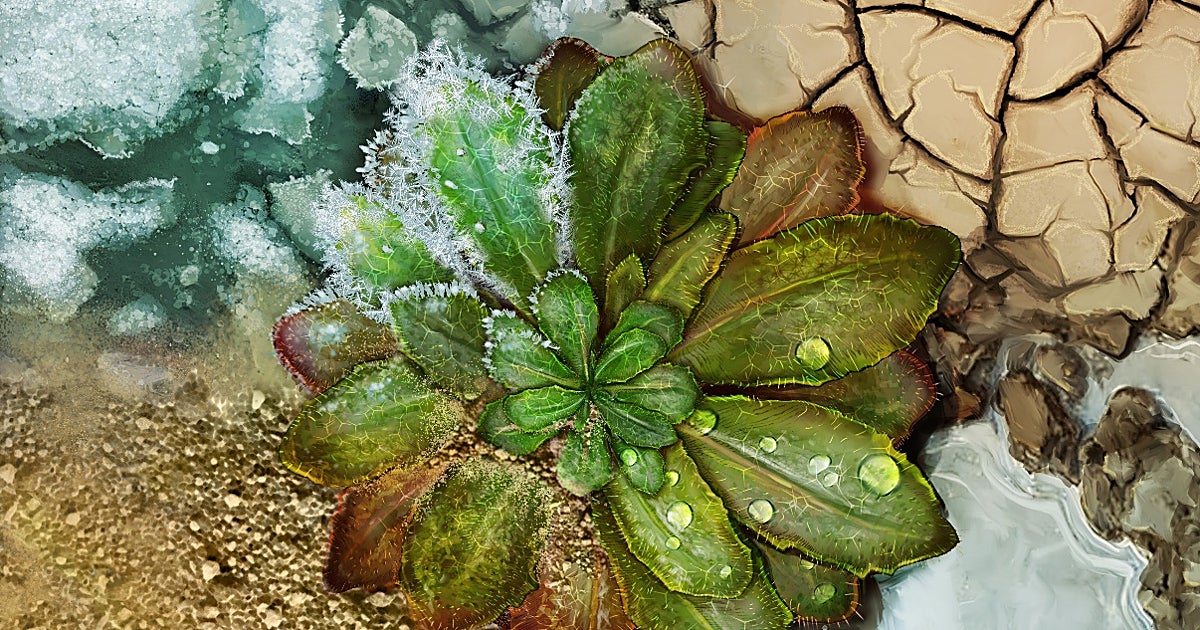 Adaptarse o desaparecer: el desigual futuro de las plantas ante el cambio climático