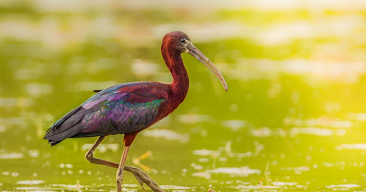 La Albufera renace tras la tormenta: crónica de una recuperación inesperada