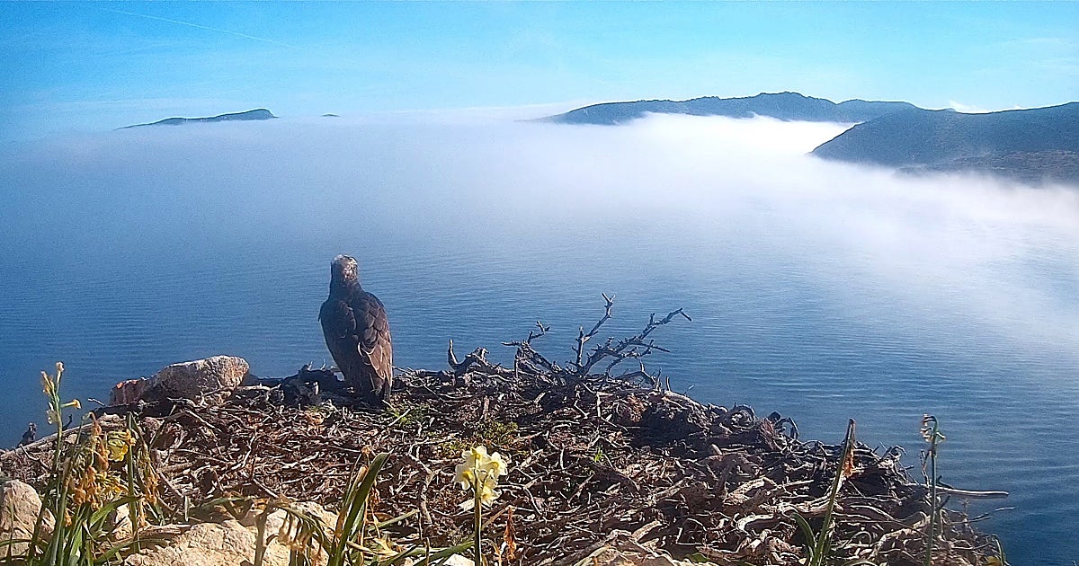 Cormoranes moñudos y águilas pescadoras en directo, del Atlántico al Mediterráneo