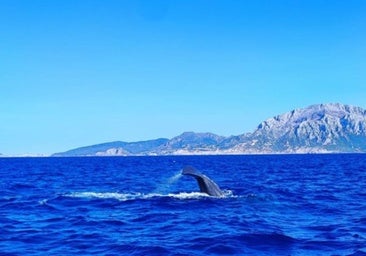 España desarrolla una IA para «escuchar» el océano