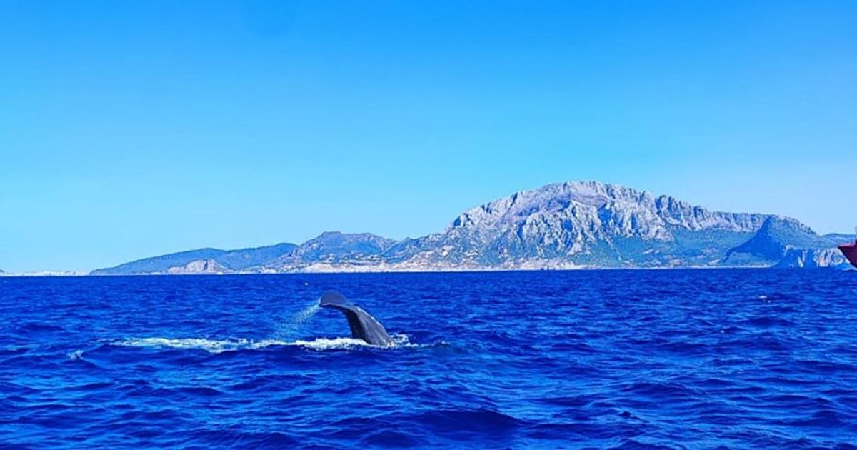 España desarrolla una IA para «escuchar» el océano