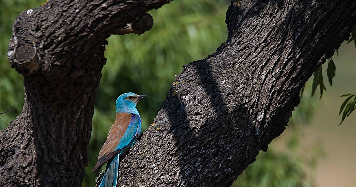 El campo europeo enmudece