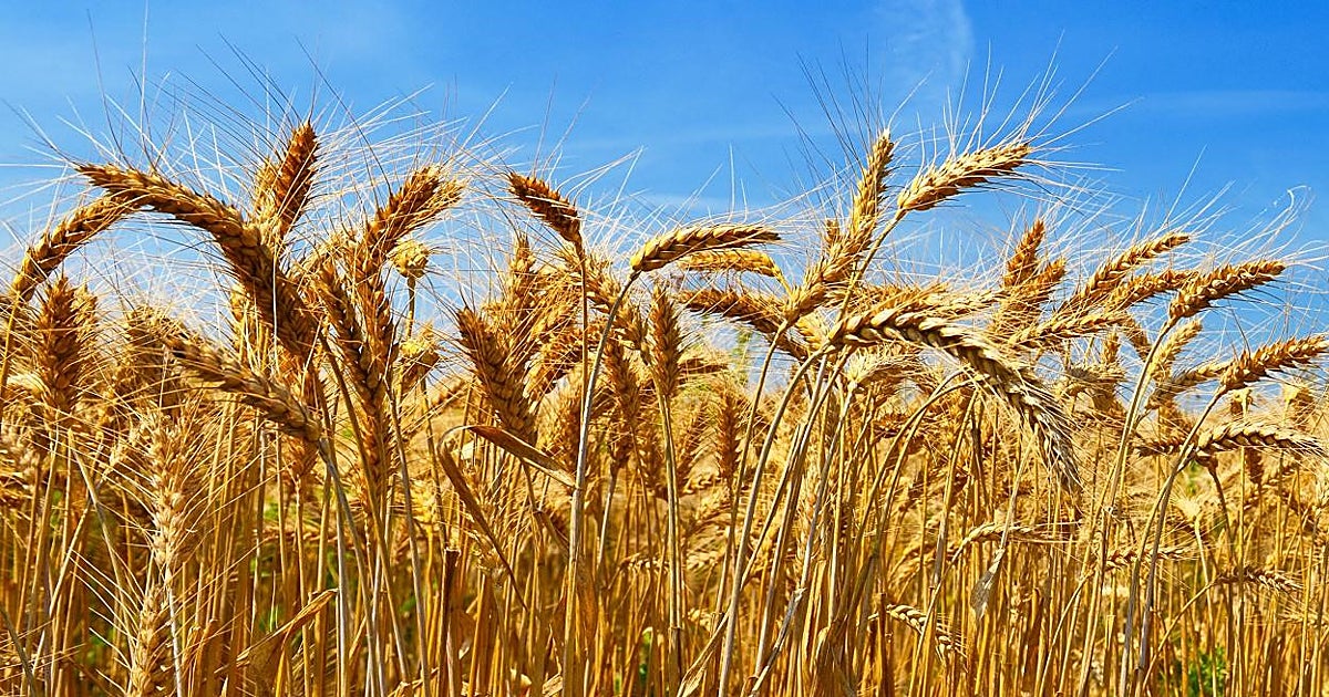La mitad del fertilizante del mundo se pierde antes de alimentar los cultivos
