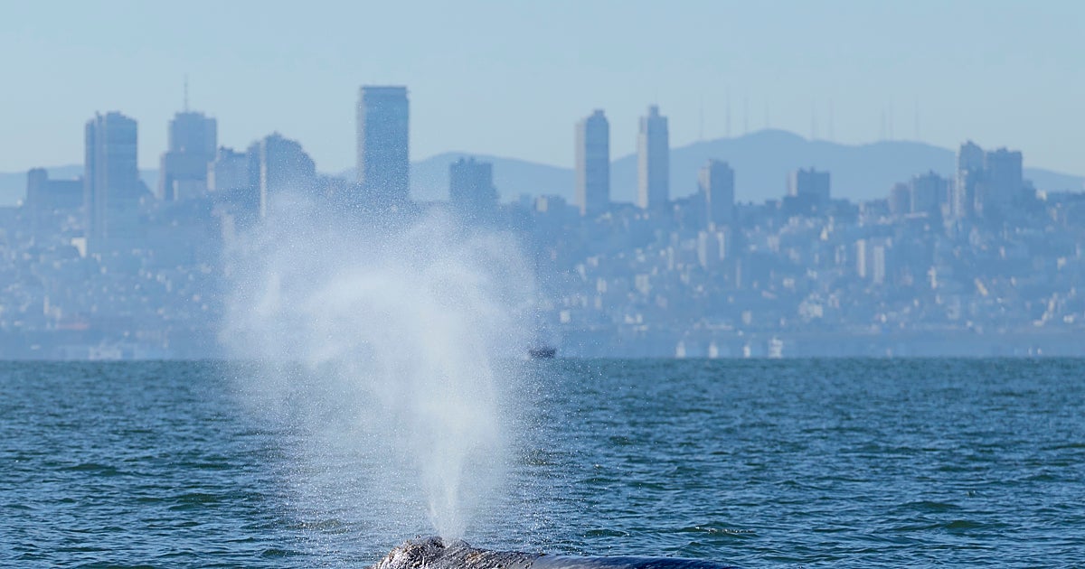 El cambio climático lleva a las ballenas grises al corazón del tráfico marítimo