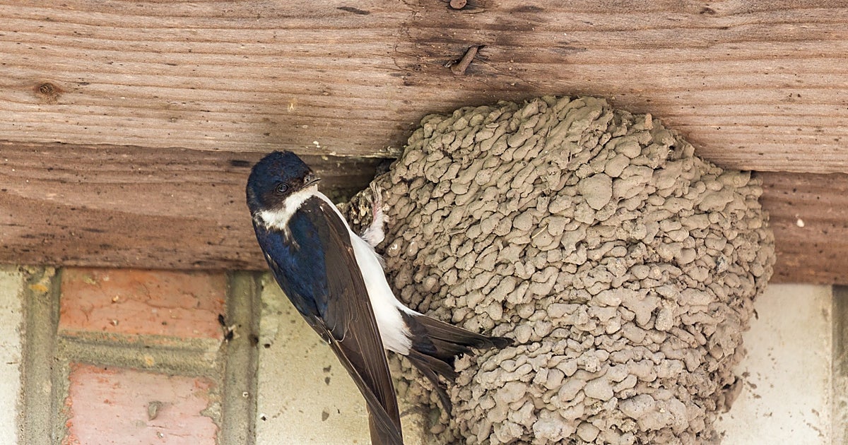 La biodiversidad urbana se queda sin alas