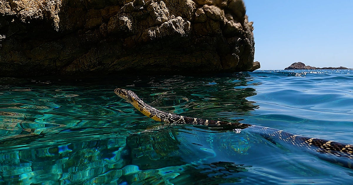 La serpiente que aprendió a nadar para conquistar Ibiza