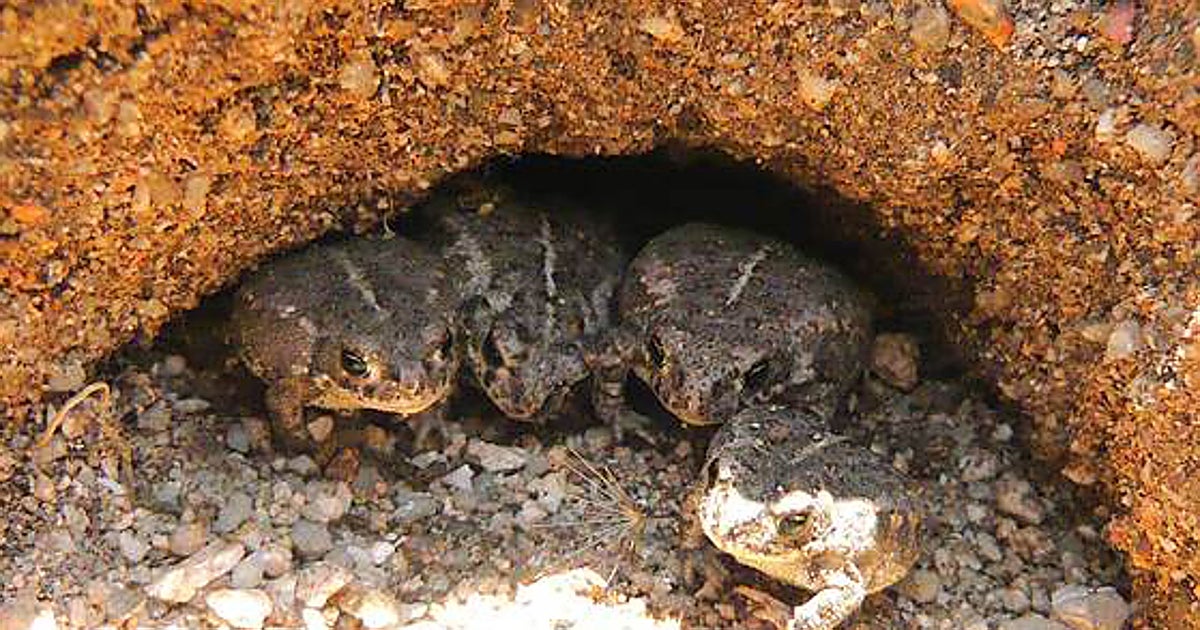 La edad secreta puede salvar a los anfibios de la extinción