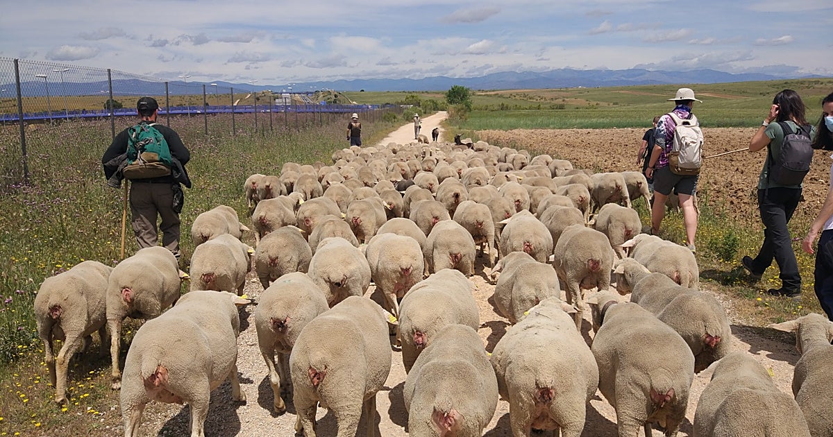 Las ovejas que salvan las estepas
