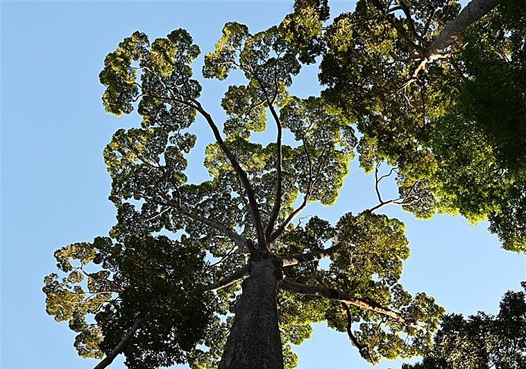 El secreto hidráulico de los árboles gigantes