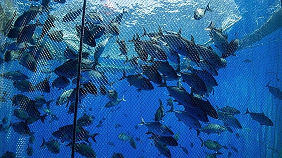 El bienestar animal da el salto a la acuicultura