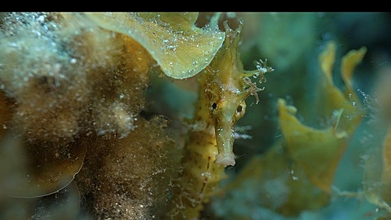 El caballito de mar busca una segunda oportunidad en las aguas de Canarias