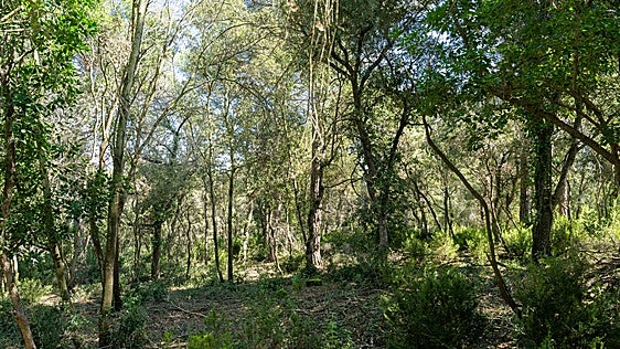 El calor pone contra las cuerdas a los sumideros de carbono