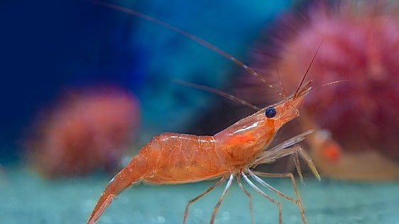 Los camarones reescriben su historia evolutiva tras 125 millones de años