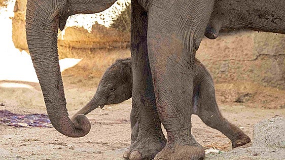 El nacimiento que da esperanza al elefante más amenazado de Asia