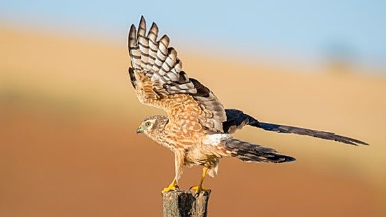 El aguilucho cenizo, al límite de los campos españoles