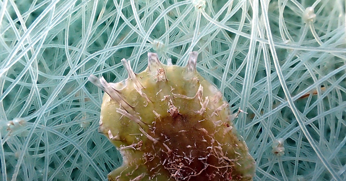 La ostra tropical que avanza por un Mediterráneo cada vez más cálido