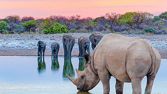 El lento relevo que condenó a los gigantes de África