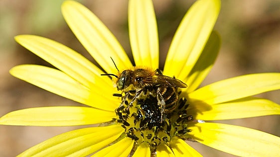 Doñana, un refugio para las abejas