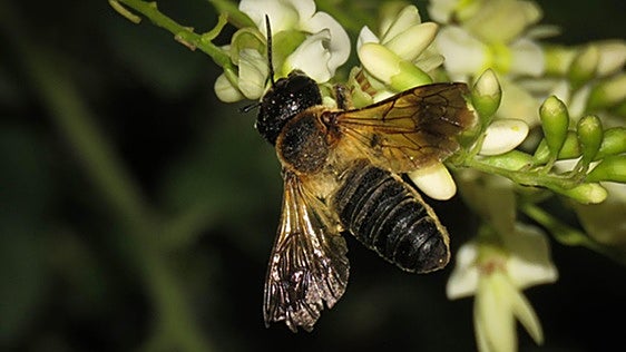 La abeja gigante que conquista las ciudades al calor de los árboles ornamentales