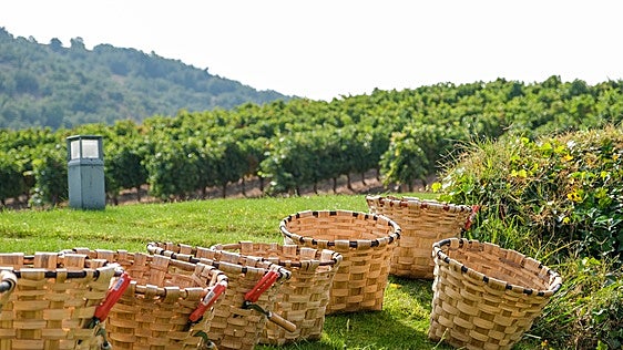 La vendimia que devuelve a la Ribera del Duero sus viejos rituales