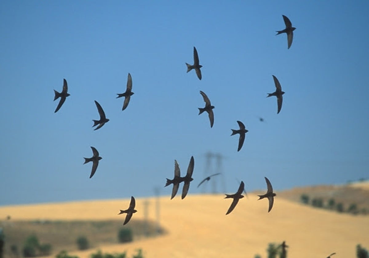 Vencejos en vuelo durante su migración otoñal hacia África